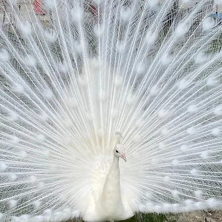 Appartamento Orlandi Sun Casa 2 *